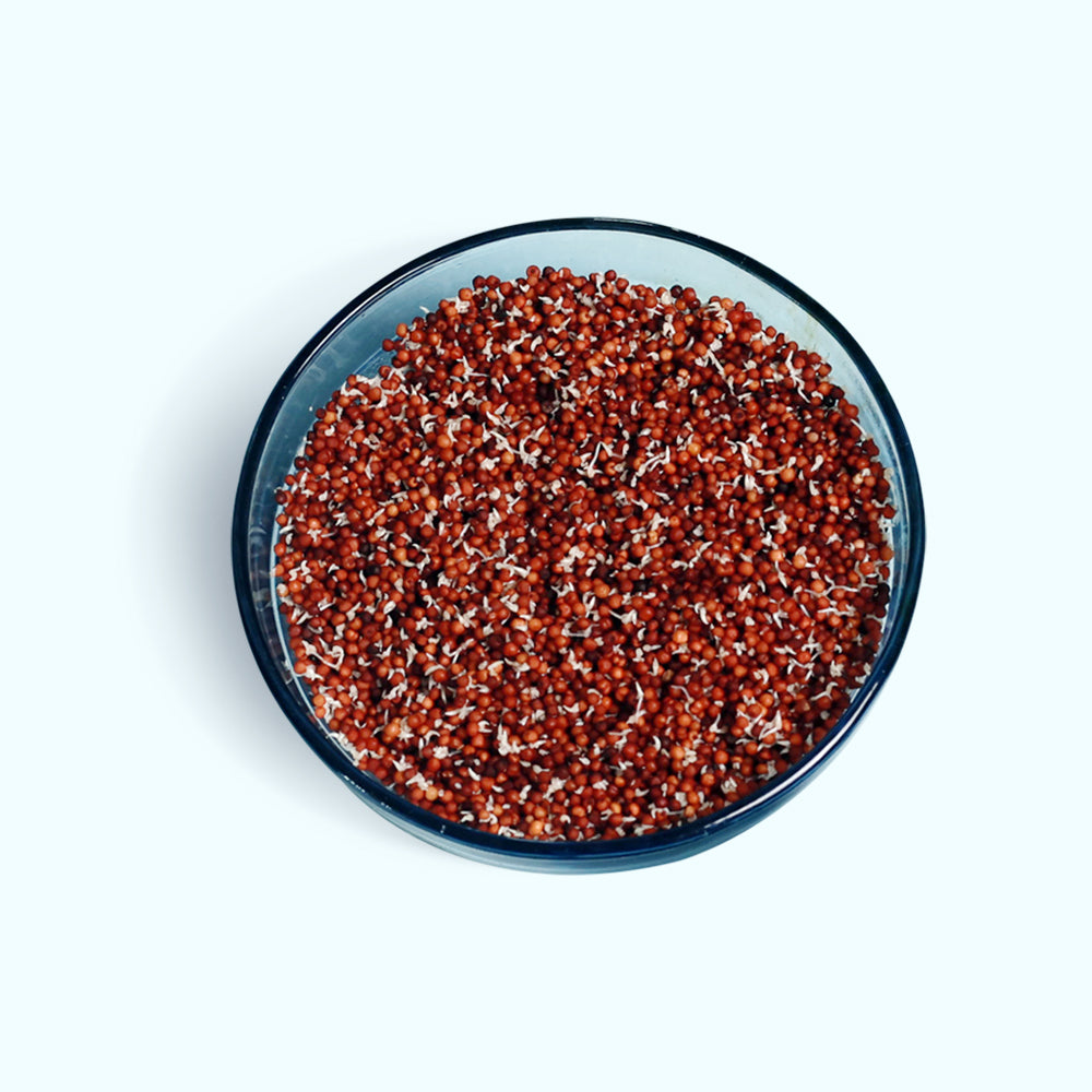 Activated Sprouted  Ragi Millet rice